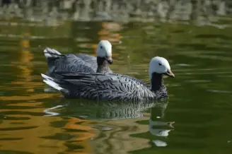 Keszthely Palmahaz Es Madarpark 5