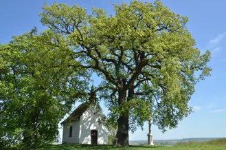 Kirandulastervezo Bataszek Molyhos Tolgy