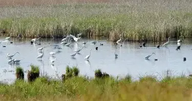 Kistápéi láprét, Bikács