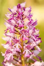 Kirandulastervezo Bogyiszlo Orchideas Erdo