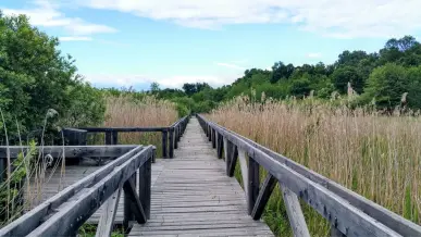 Baláta-tó Természetvédelmi Terület, Kaszó