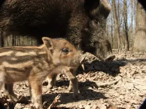 Nagyrezéti Vadmegfigyelő, Pörböly