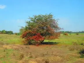 Madarasi-tó, Ladánybene