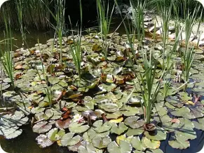 Letavertes Irinyi Janos Kiallitoterem Arboretum 3