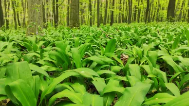 Medvehagyma tanösvény, Tatabánya