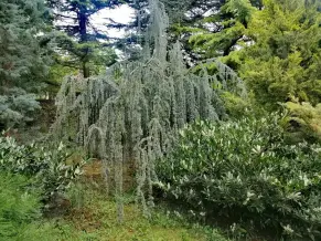 Miskolc Avasi Arboretum 2