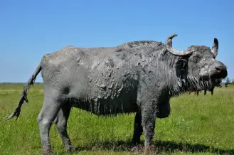 Bölömbika tanösvény, Mórahalom