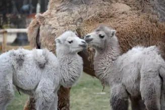 Nagykoros Safaripark 1