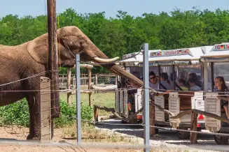 Nagykoros Safaripark 3