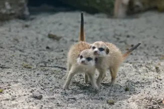 Nagymaros Torokmezoi Turistahaz Allatpark3