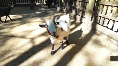 Nyírjesi Füvészkert és Vadaspark, Balassagyarmat