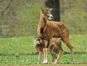 Pákozdi Pagony - Vadaspark és Arborétum, Pákozd