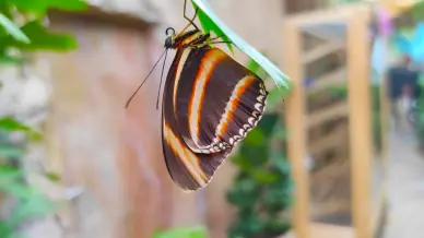 Papilonia Lepkevilág, Budapest