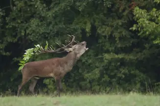 Porboly Szarvasboges