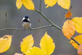 Salgotarjan Eresztvenyi Madarpark 2