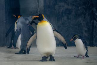 Megnyílt a Jégvilág Nyíregyházán