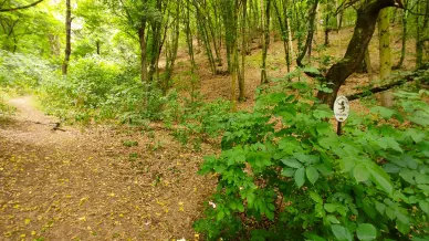 Szalamandra Tanosveny 1