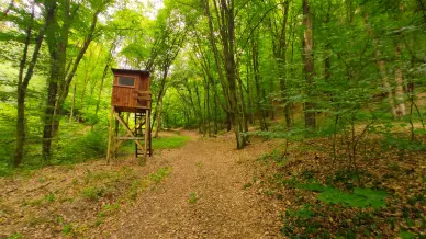 Szalamandra Tanosveny 5