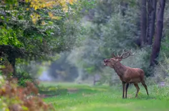 Szarvasbőgés-túrák Gemencen