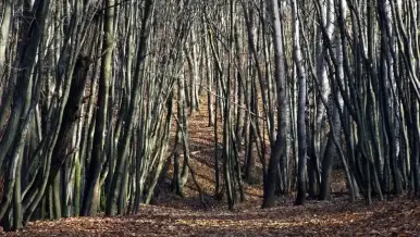 Az erdész munkája - bemutató tanösvény, Szolnok