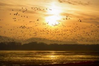 Tatai Vadlúd Sokadalom