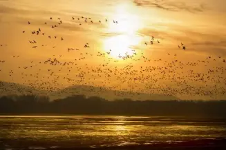 Tata Vadlud Sokadalom