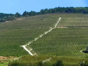 Szőlő tanösvény, Tokaj