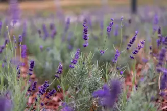 Ujpesti Levendulapark 1
