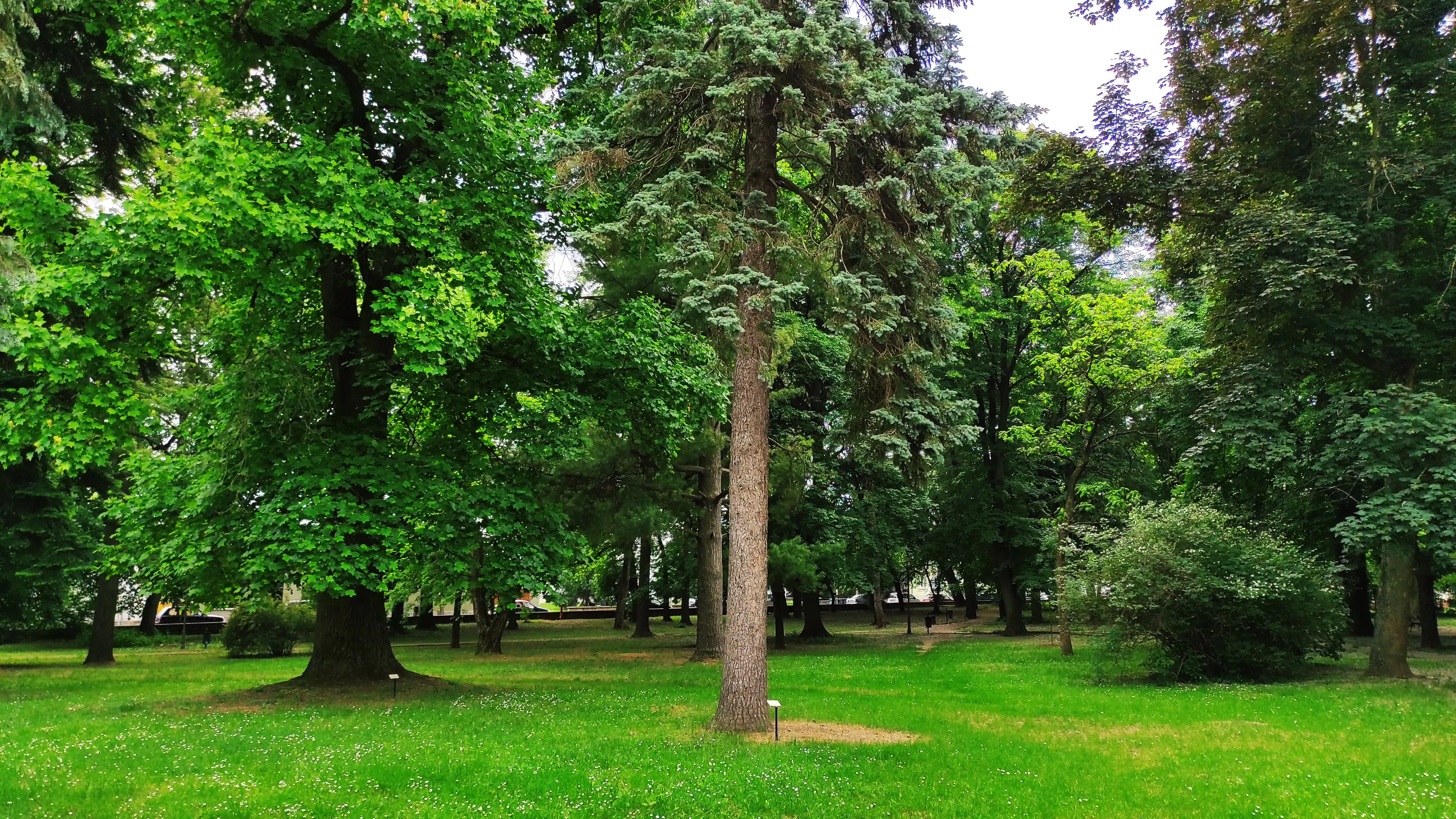 Kirandulastervezo-Bonyhad-Perczel-kerti-Arboretum-6.webp