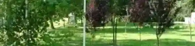 Újszülöttek ligete