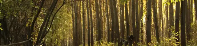 Tisza hullámtéri tanösvény