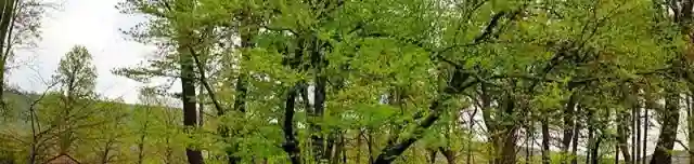 Alsóperei Nádasdy arborétum