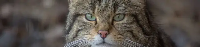 Vadmacska tanösvény