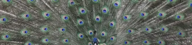 Szarvasi Arborétum (Pepi-kert)