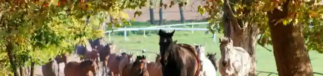 Bábolna Nemzeti Ménesbirtok