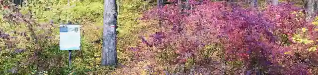 Boroszlán tanösvény