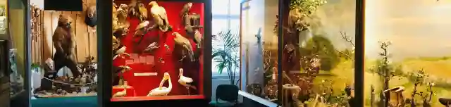 Bakonyi Természettudományi Múzeum