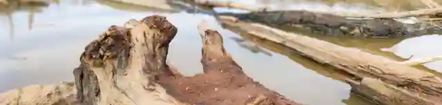 Köcsi-tó tanösvény