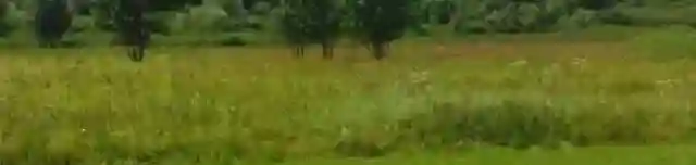 Biológiai tanösvény