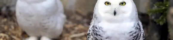 Friss fejlesztésekkel várja a látogatókat a Budakeszi Vadaspark