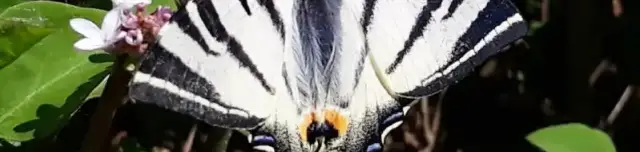 Soroksári Botanikus Kert