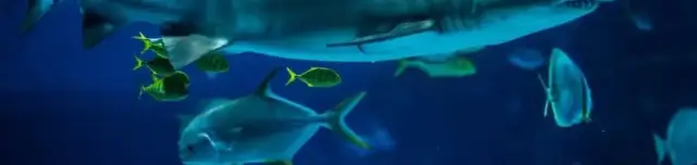 Tropicarium - A cápás állatkert