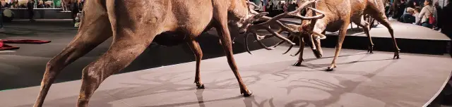 A vadászati világkiállítás utolsó hete kezdődik