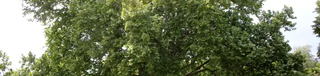 Kastélypark tanösvény