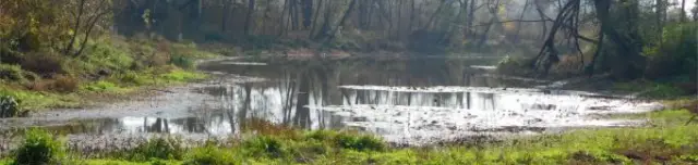 Bábtava tőzegmohaláp