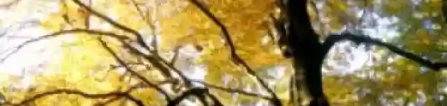 Esterházy László Bükk Emlékfa