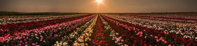 Az ország legnagyobb rózsakertje