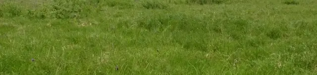 Orchidea tanösvény