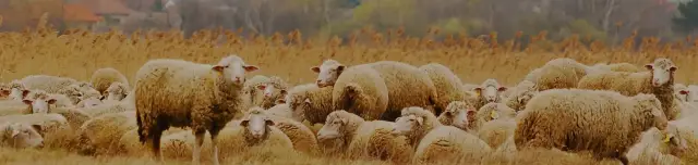 Kékbegy tanösvény