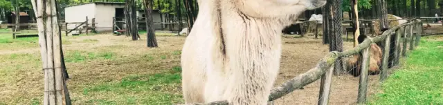 Magántulajdonú Állat- és Szabadidőpark